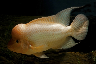 Citrinellum Cichlidae