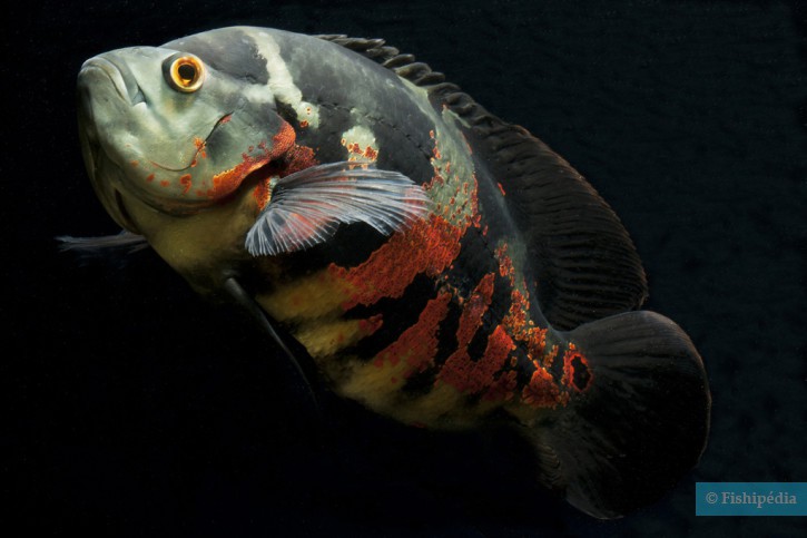 Astronotus ocellatus - óscar