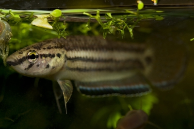 Betta simplex