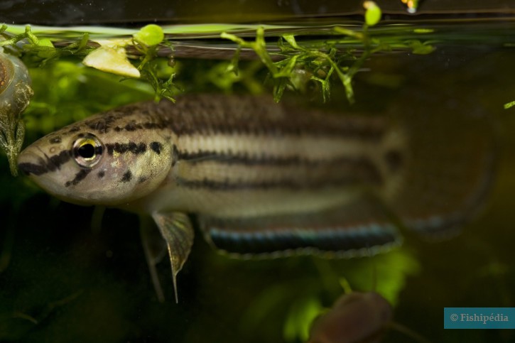 Betta simplex