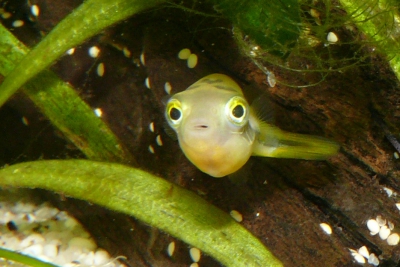 pez globo enano Tetraodontidae
