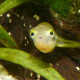 picture of Carinotetraodon travancoricus