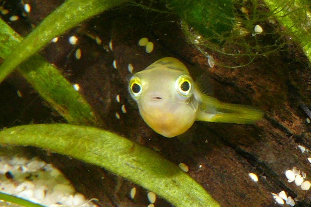 Carinotetraodon travancoricus