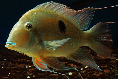 perle du Suriname Cichlidae