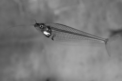 silure de verre (minor) Siluridae