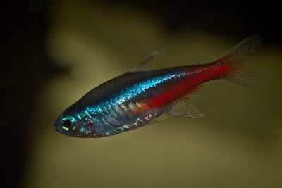 néon bleu Characidae