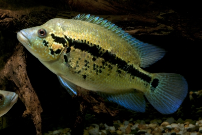 Parachromis dovii Cichlidae