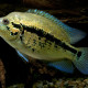 picture of Parachromis dovii
