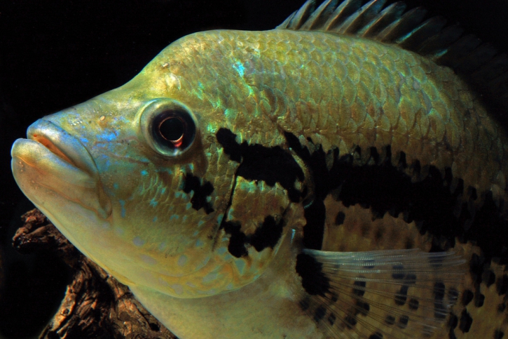 Parachromis : ces poissons d’aquarium qui menacent la biodiversité des tropiques Parachromis : ces poissons d’aquarium qui menacent la biodiversité des tropiques