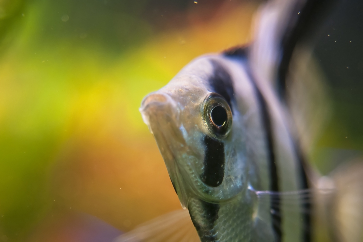 Pterophyllum scalare - escalar