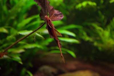 Rineloricaria sp. red Loricariidae