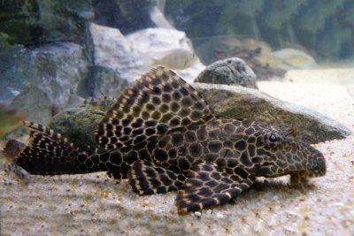 pleco leopardo Loricariidae
