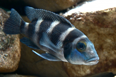 Neolamprologus tretocephalus Cichlidae