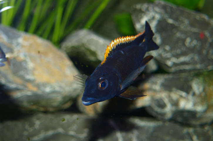 Otopharynx lithobates