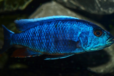 Fryeri Cichlidae