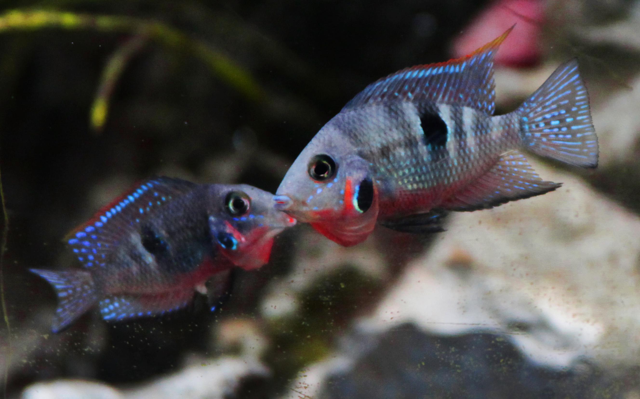 Thorichthys meeki