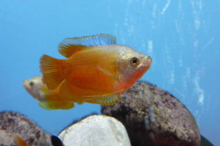 Trichogaster lalius - gourami enano