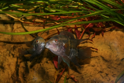 Acara vert Cichlidae