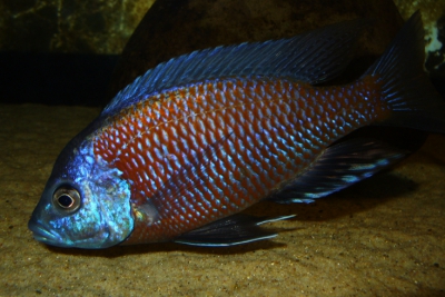 Copadichromis borleyi