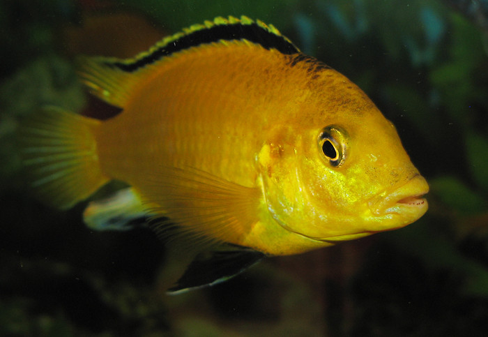 Labidochromis caeruleus - labidochromis limón