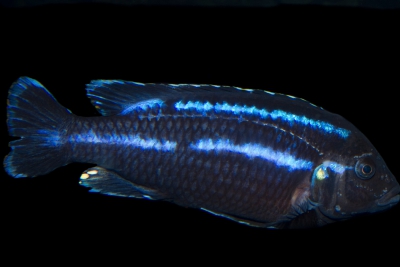 Melanochromis loriae Cichlidae