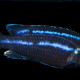 picture of Melanochromis loriae