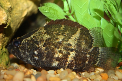 poisson feuille Nandidae