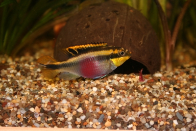 pelmato Cichlidae