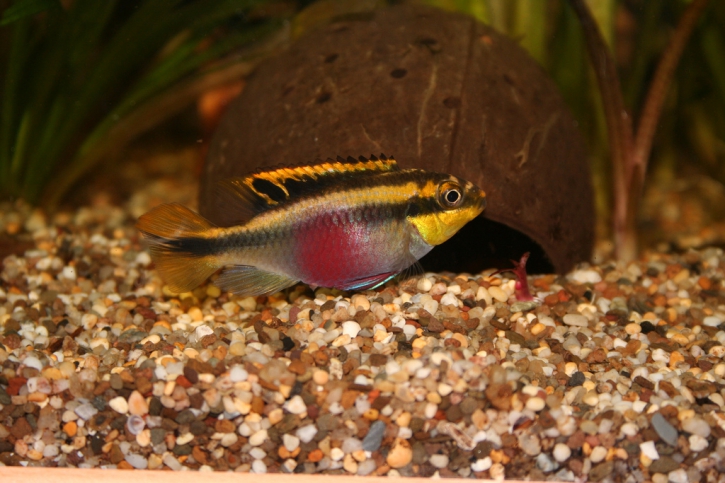 Pelvicachromis pulcher