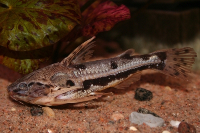 Amblydoras nauticus