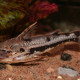 picture of Amblydoras nauticus