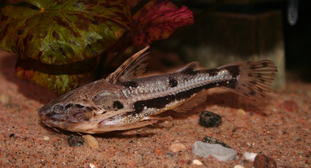 Amblydoras nauticus