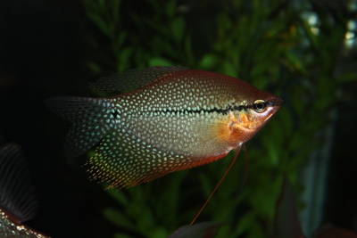 gurami perla