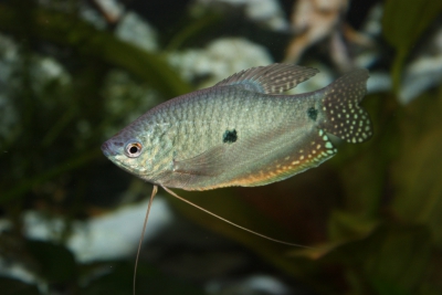 Trichopodus trichopterus Osphronemidae