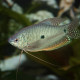 picture of Trichopodus trichopterus