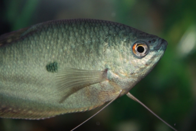 Gourami et colisa