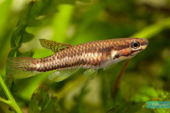 Aphyosemion bitaeniatum - cola de lira rojo