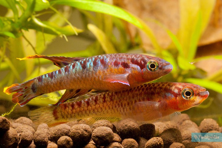 Aphyosemion bivittatum - cola de lira de dos bandas