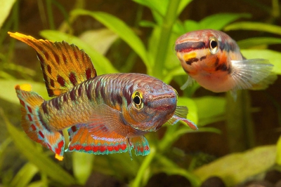killi à deux bandes Nothobranchiidae