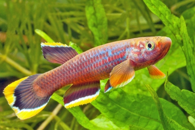 Aphyosemion de Celia Nothobranchiidae