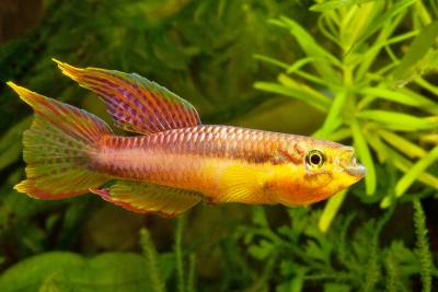 aphyo-volcan Nothobranchiidae