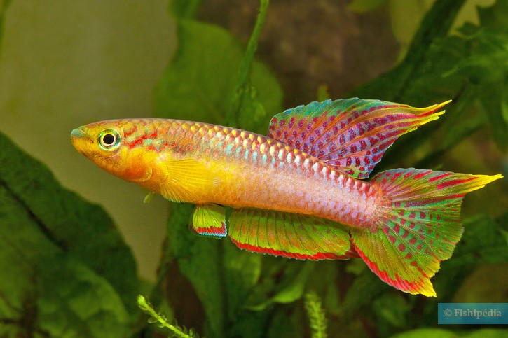 Aphyosemion volcanum