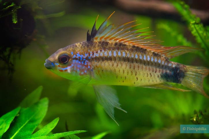 Apistogramma eremnopyge