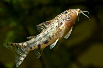 Aspidoras taurus Callichthyidae