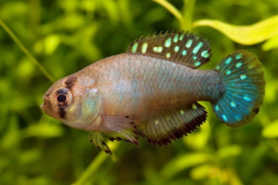 Austrolebias patriciae Cynolebiidae