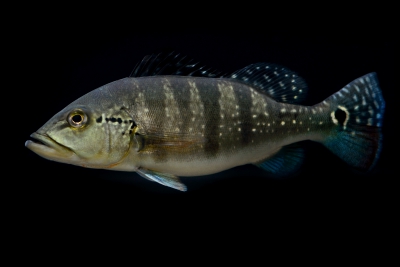 Cichla piquiti Cichlidae