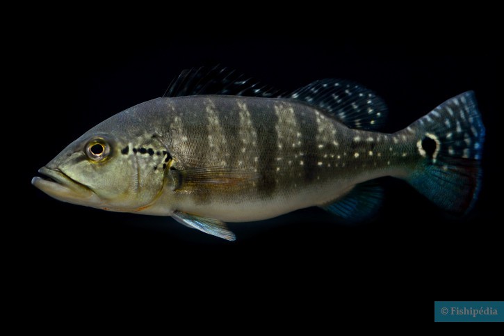 Cichla piquiti