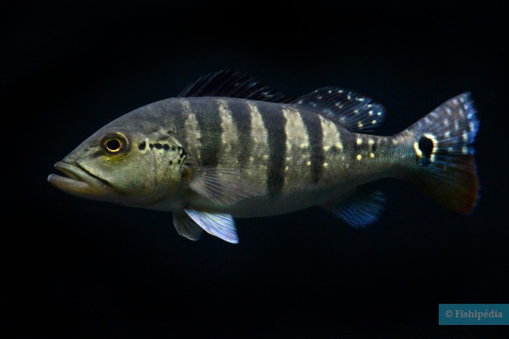 Cichla piquiti