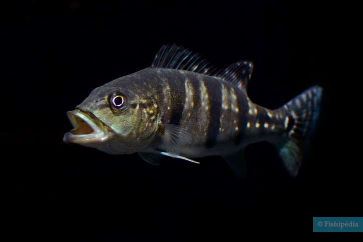 Cichla piquiti