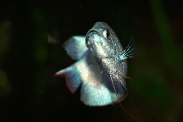 Trichogaster lalius - gourami enano